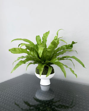Open image in slideshow, Bird&#39;s Nest Fern JGL MossBall
