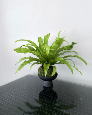 Bird's Nest Fern JGL MossBall