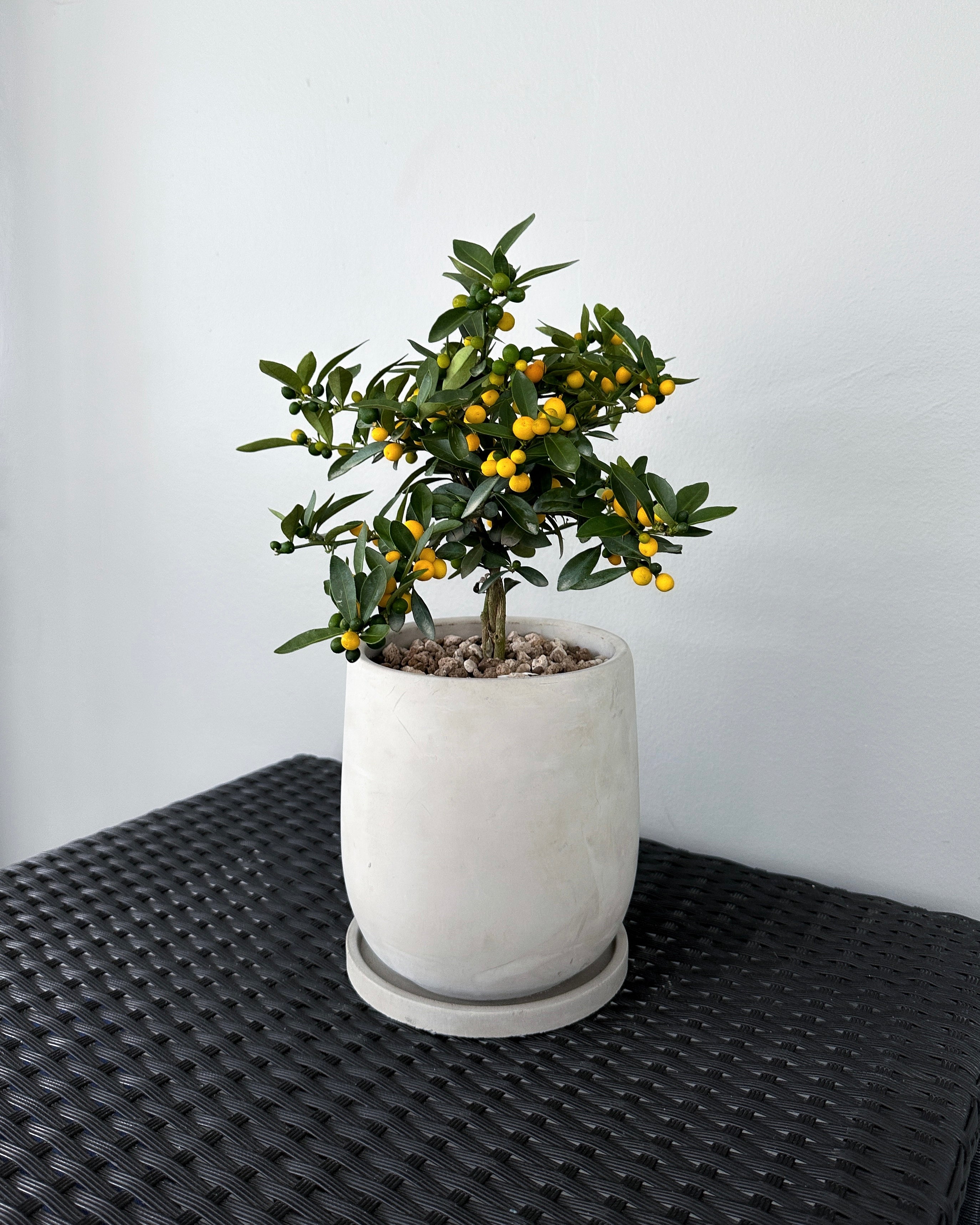 Mini Rangon Tree Mini Orange Tree ; JUNGALORE | Singapore