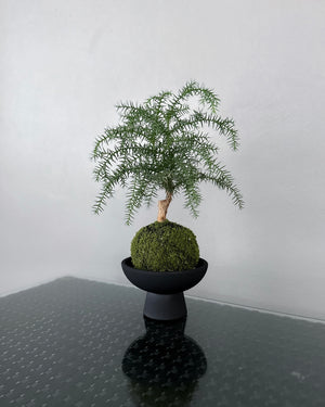 Open image in slideshow, Araucaria JGL MossBall
