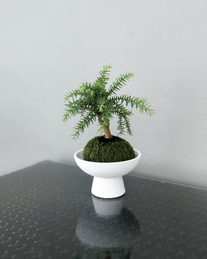 Open image in slideshow, Araucaria JGL MossBall
