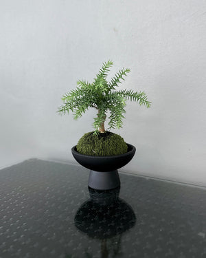 Araucaria JGL MossBall