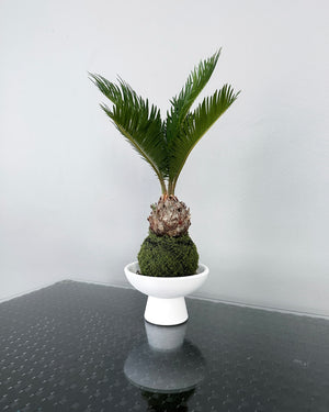 Open image in slideshow, Cycas Revoluta JGL MossBall
