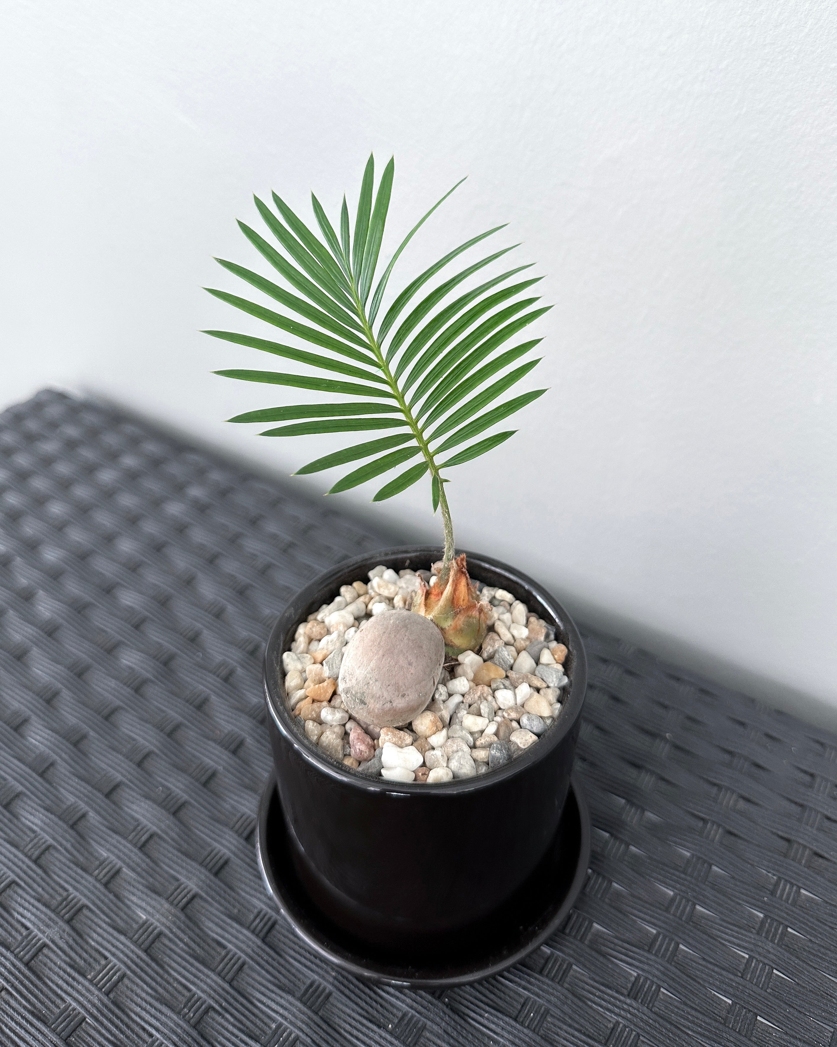 Cycas Revoluta Mini Sago Palm