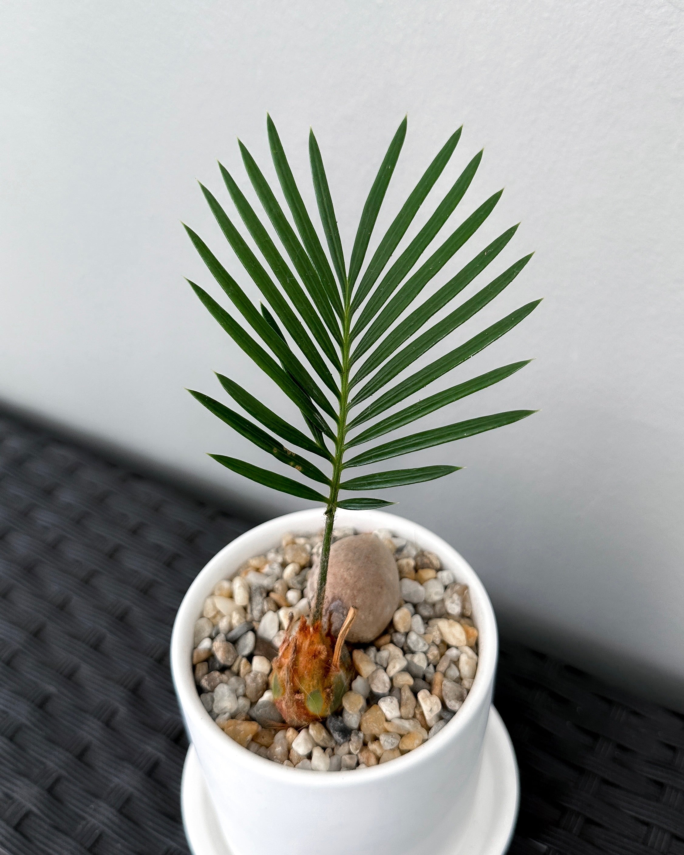 Cycas Revoluta Mini Sago Palm