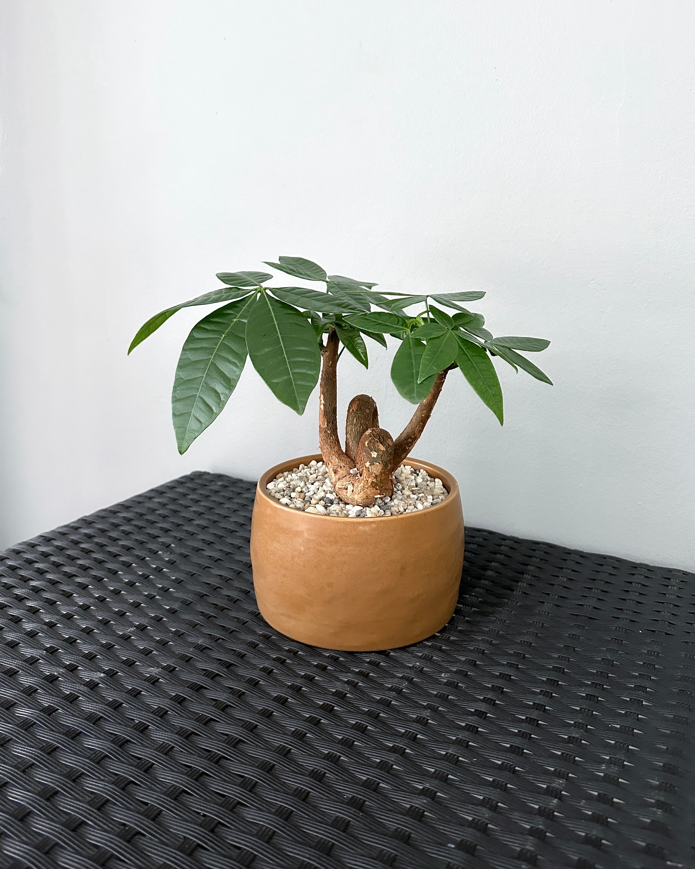 Pachira Aquatica 'Fortune Tree' ; JUNGALORE | Singapore