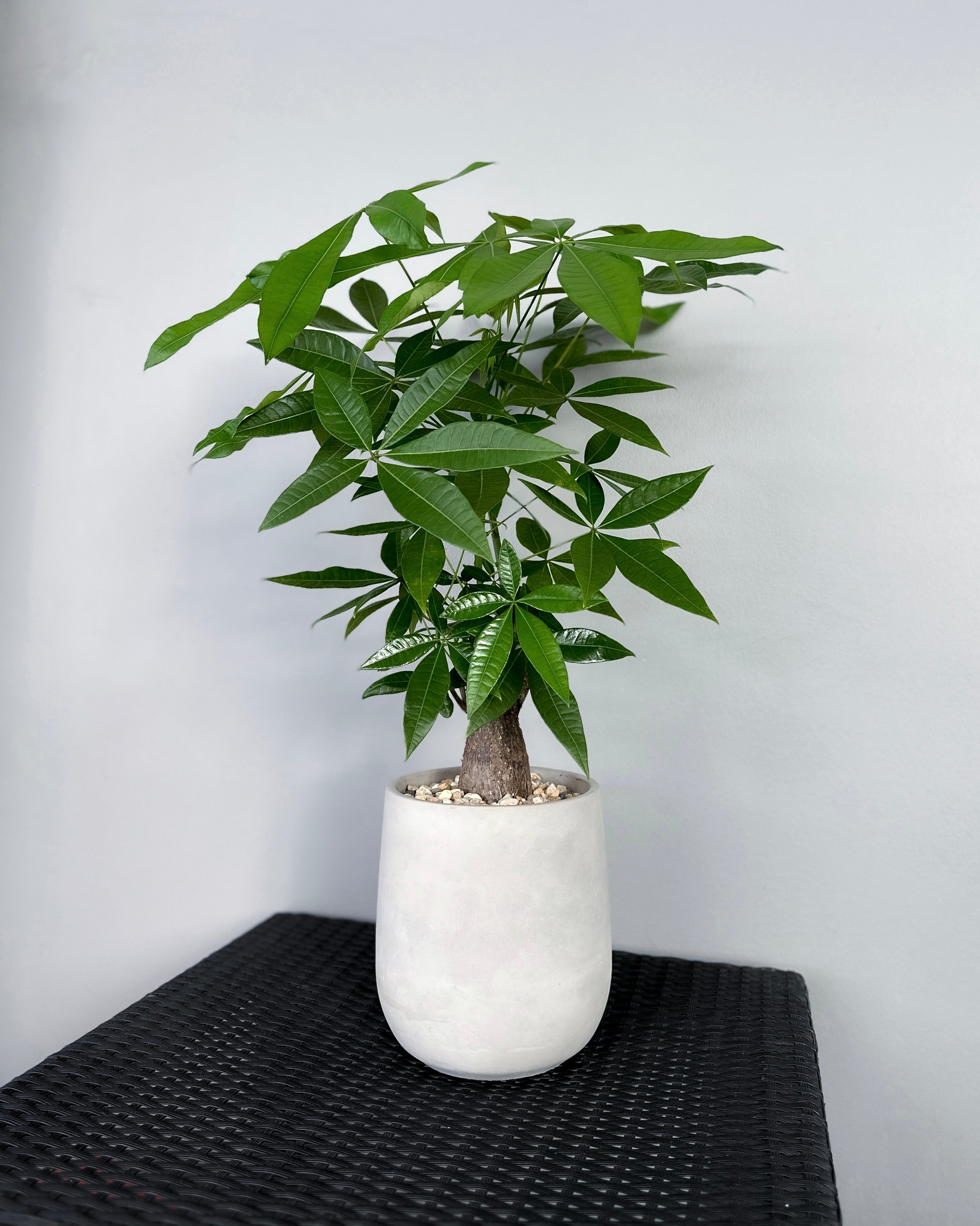 Pachira Aquatica 'Fortune Tree' ; JUNGALORE | Singapore