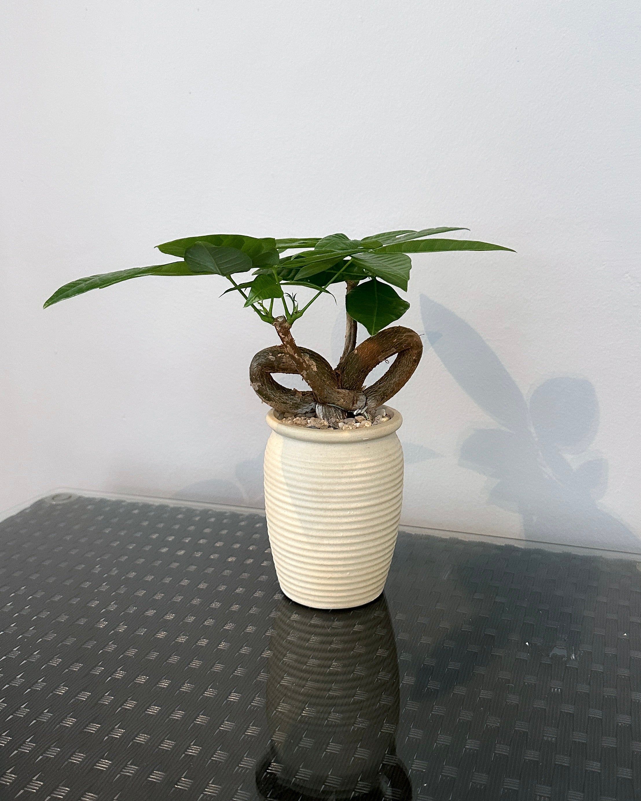 Pachira Aquatica 'Fortune Tree' ; JUNGALORE | Singapore