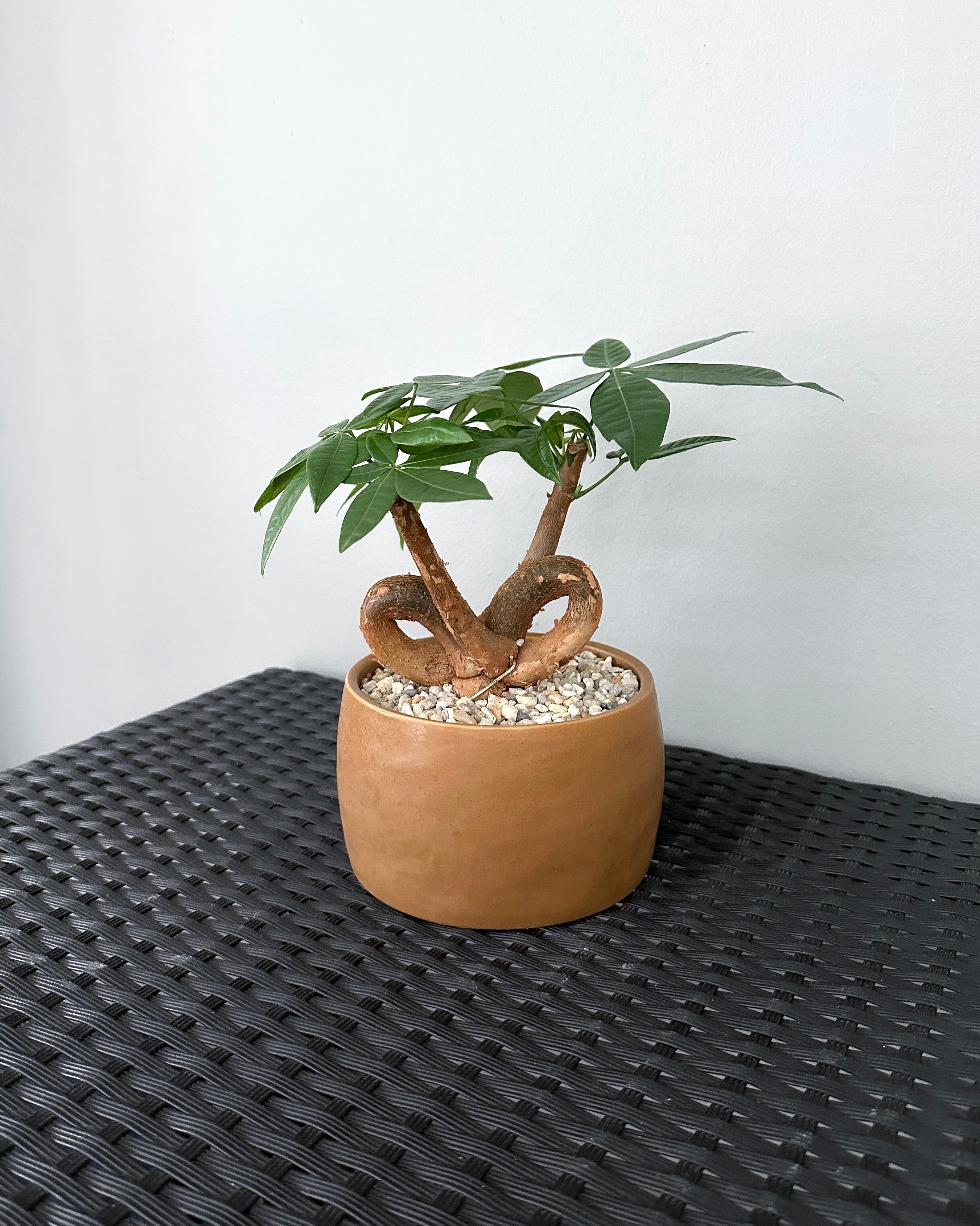 Pachira Aquatica 'Fortune Tree' ; JUNGALORE | Singapore