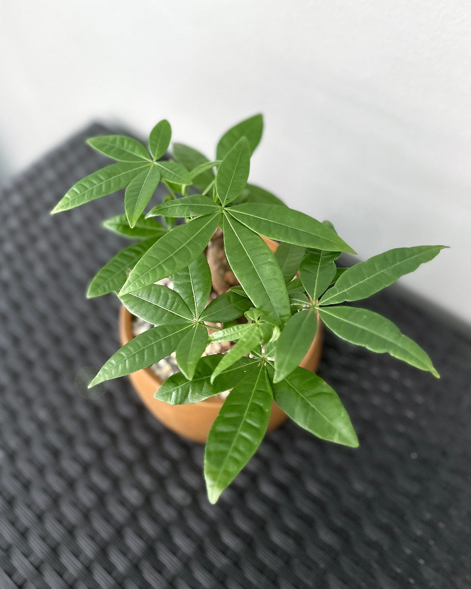 Pachira Aquatica 'Fortune Tree' ; JUNGALORE | Singapore