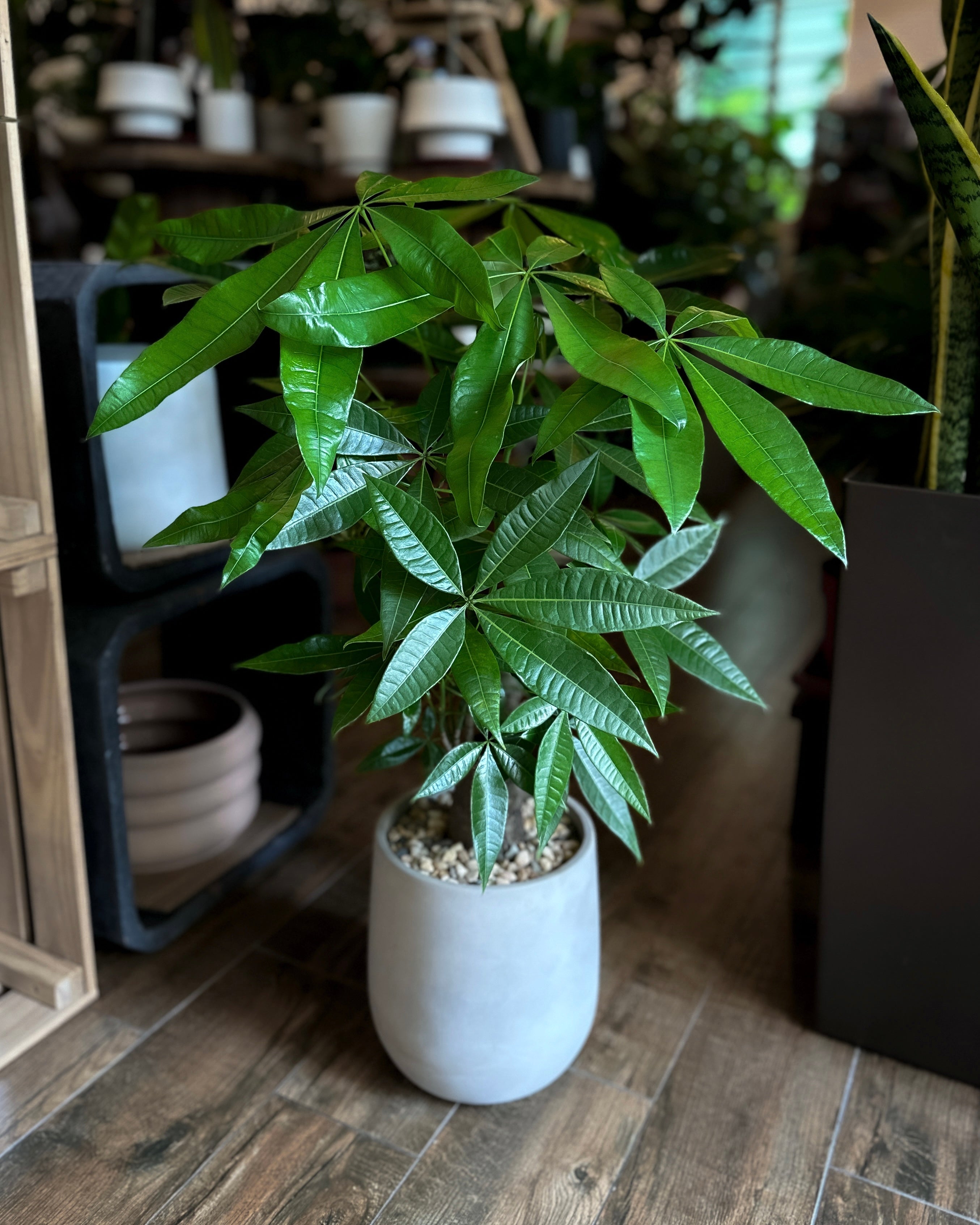 Pachira Aquatica 'Fortune Tree' ; JUNGALORE | Singapore