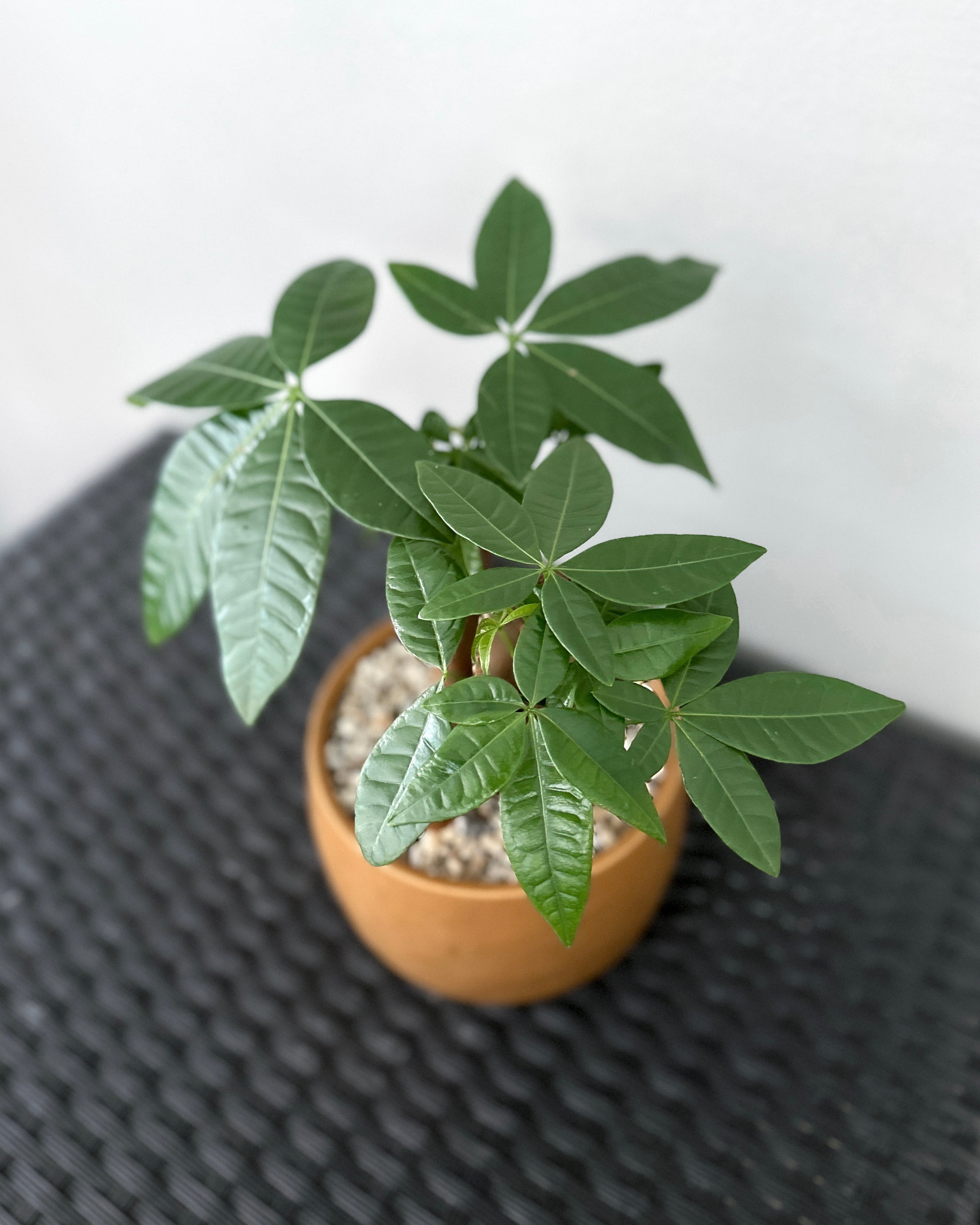 Pachira Aquatica 'Fortune Tree' ; JUNGALORE | Singapore
