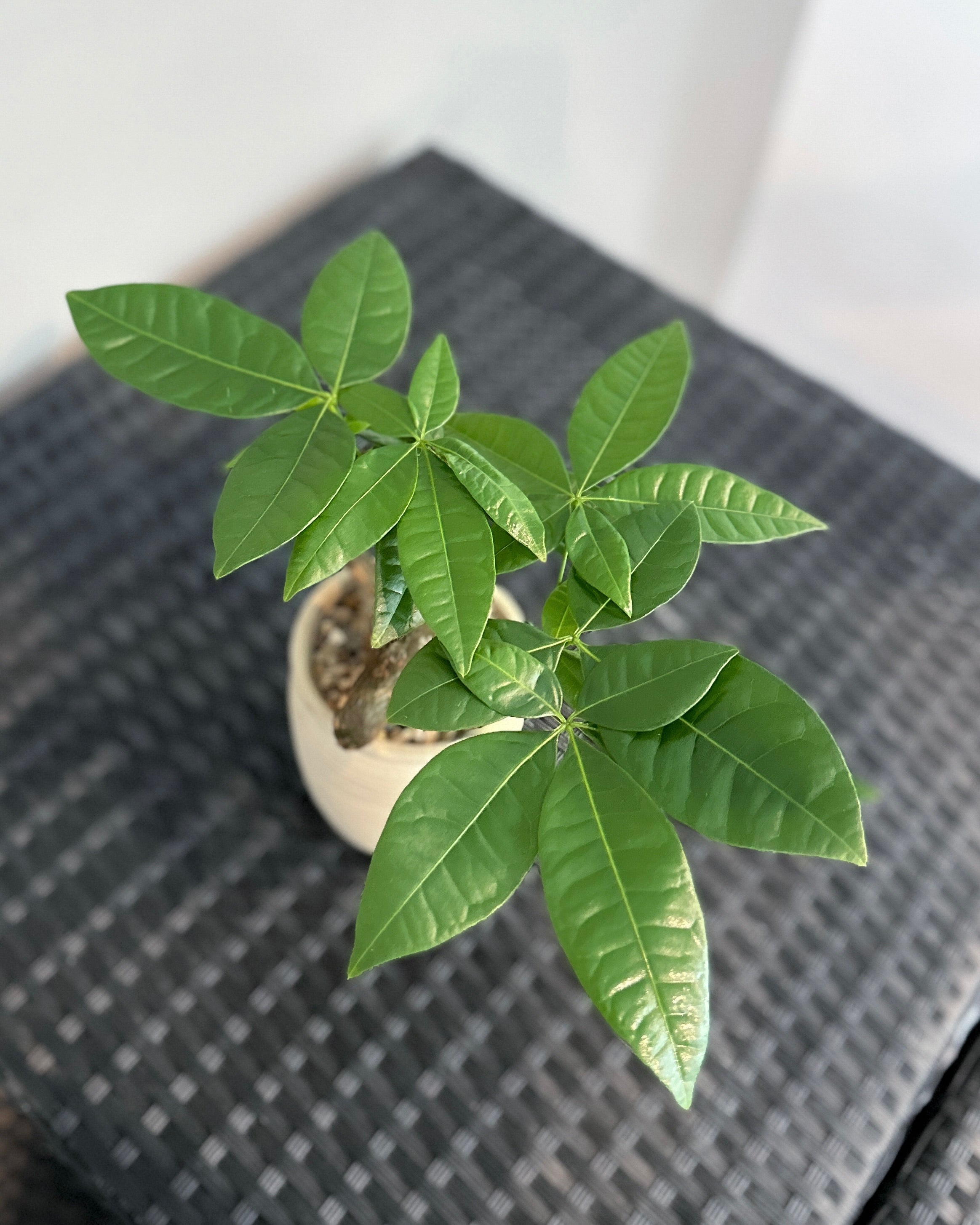 Pachira Aquatica 'Fortune Tree' ; JUNGALORE | Singapore