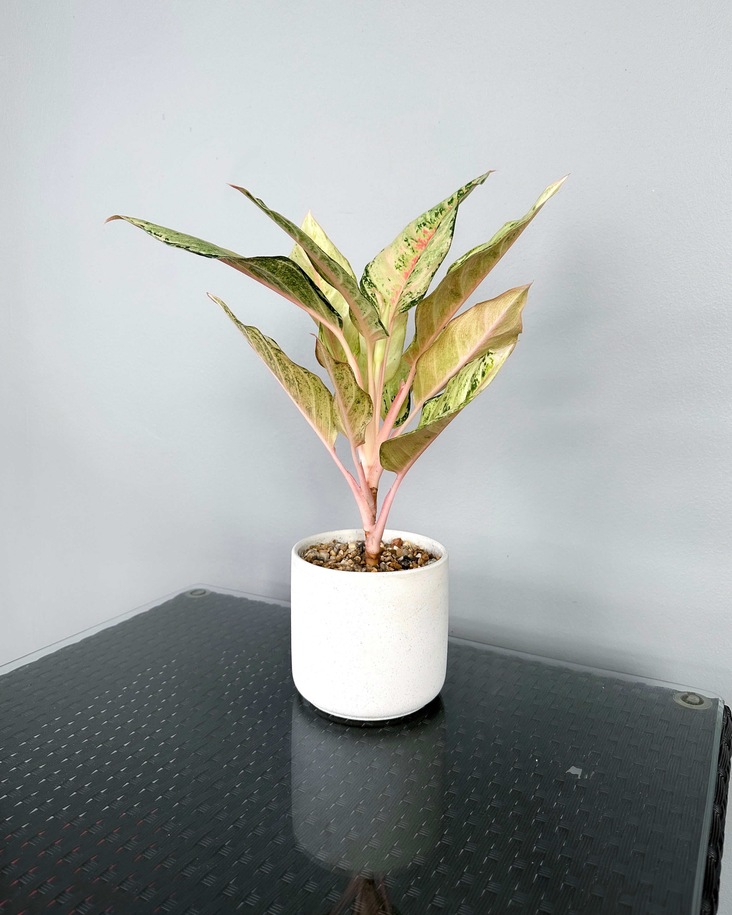 aglaonema frozen Aglaonema Frozen ; JUNGALORE