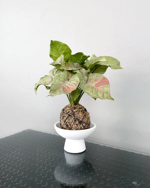 Open image in slideshow, Syngonium Milk Confetti JGL MossBall

