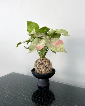 Syngonium Milk Confetti JGL MossBall