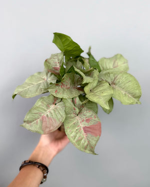 Syngonium Milk Confetti JGL MossBall