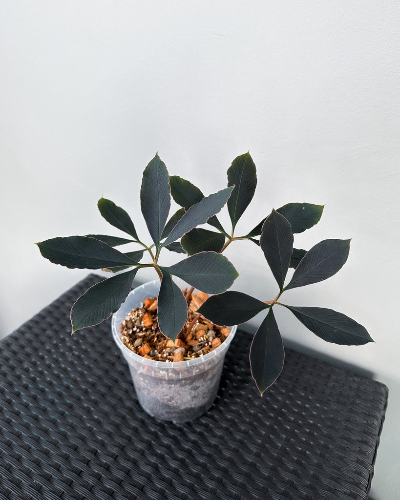 Amorphophallus Atroviridis Plant Close-Up