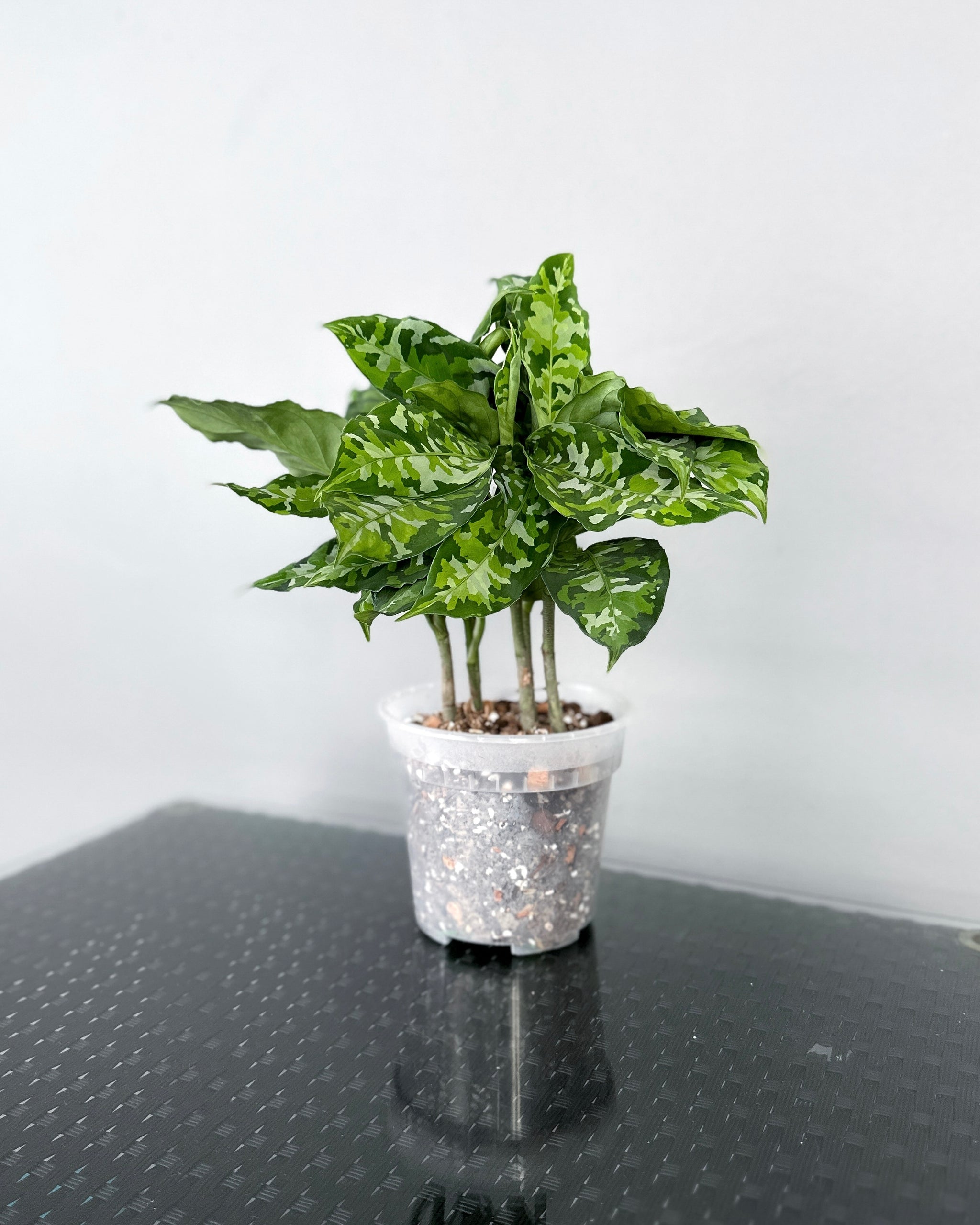 Aglaonema Pictum Tricolor [Multi-Stem] ; JUNGALORE | Singapore