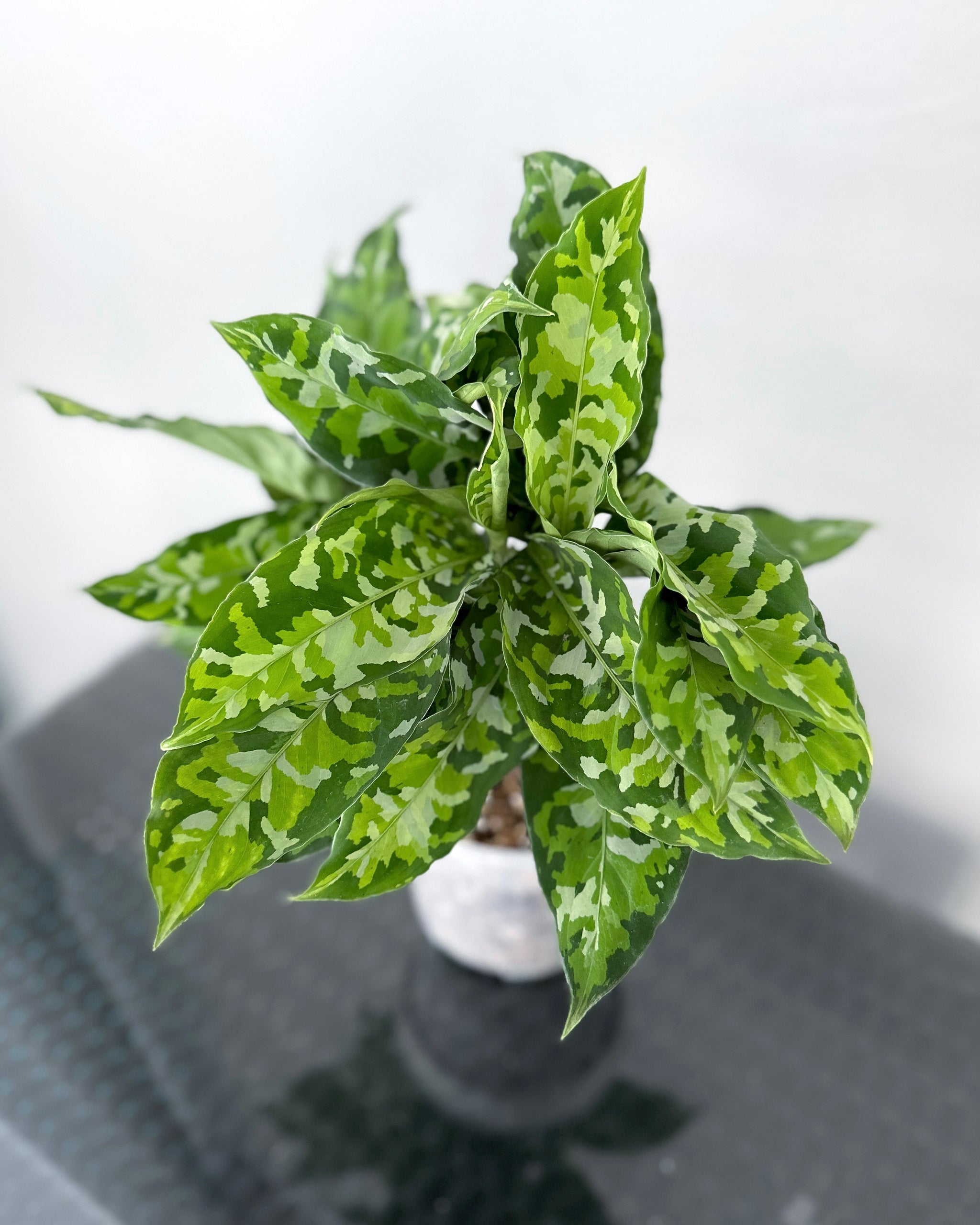 Aglaonema Pictum Tricolor [Multi-Stem] ; JUNGALORE | Singapore