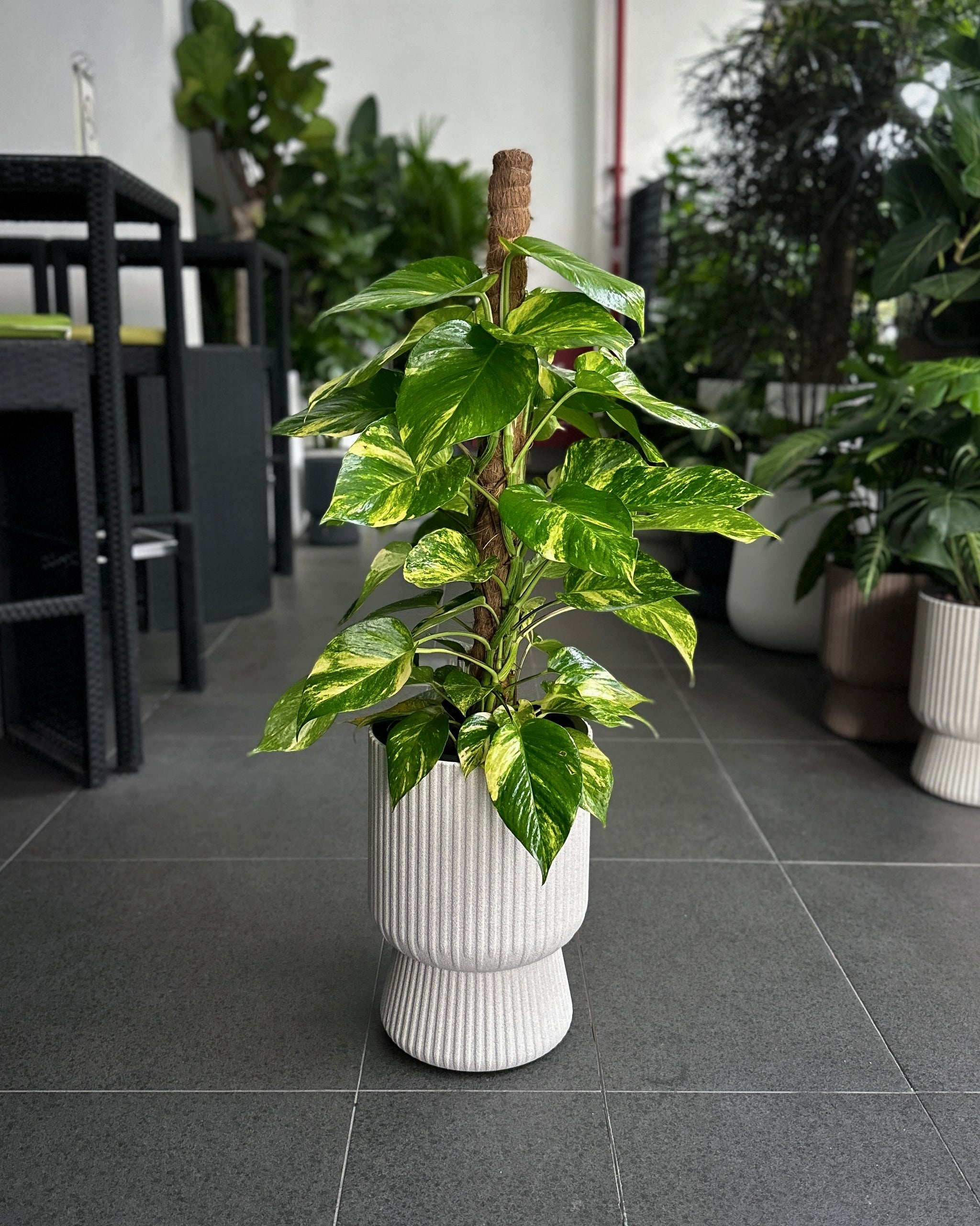 money plant malaysia Epipremnum Aureum 'Money Plant' JGL Hydro ; JUNGALORE