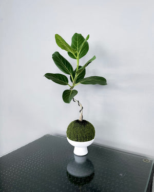 Open image in slideshow, Ficus Benghalensis Audrey JGL MossBall
