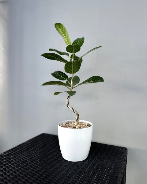 ficus audrey entretien Ficus Benghalensis 'Audrey' ; JUNGALORE