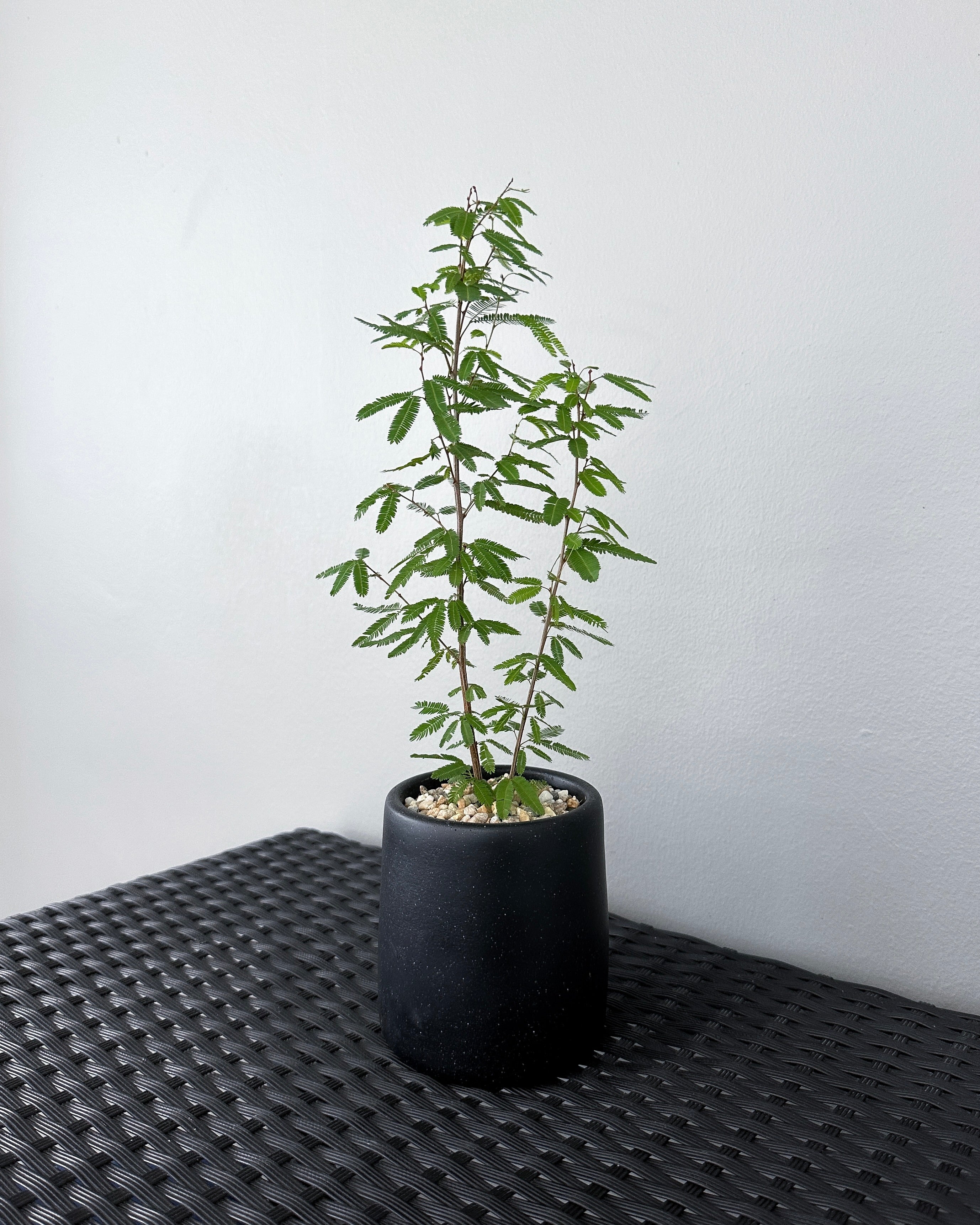 Albizia Julibrissin Persian Silk Tree Mini
