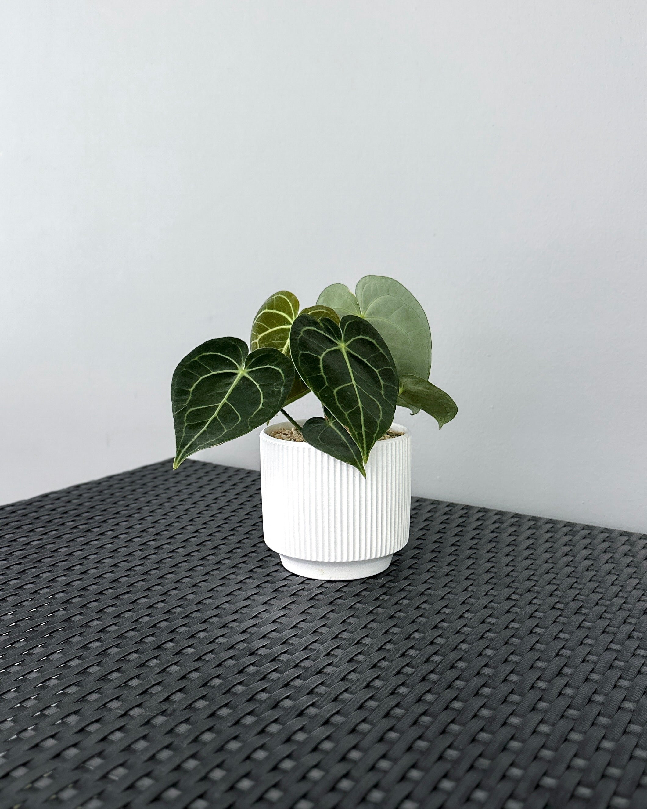 anthurium clarinervium singapore Anthurium Clarinervium ; JUNGALORE