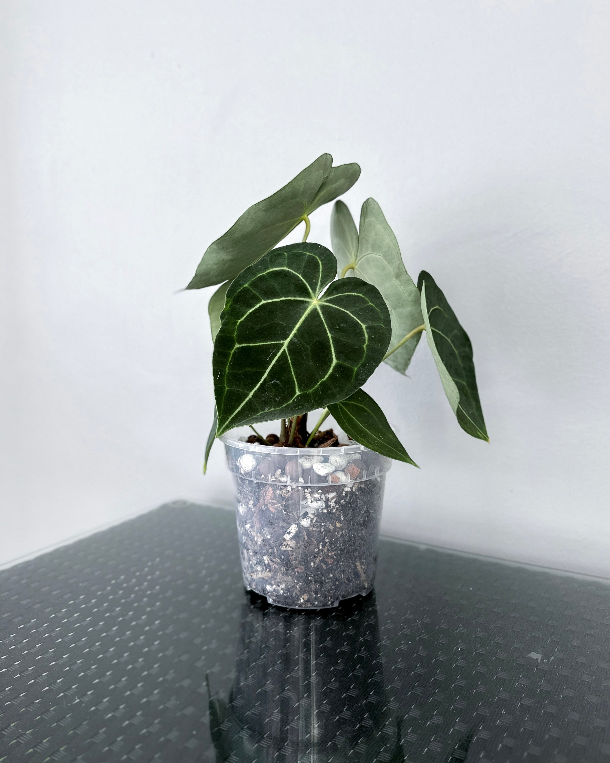 anthurium clarinervium singapore Anthurium Clarinervium ; JUNGALORE