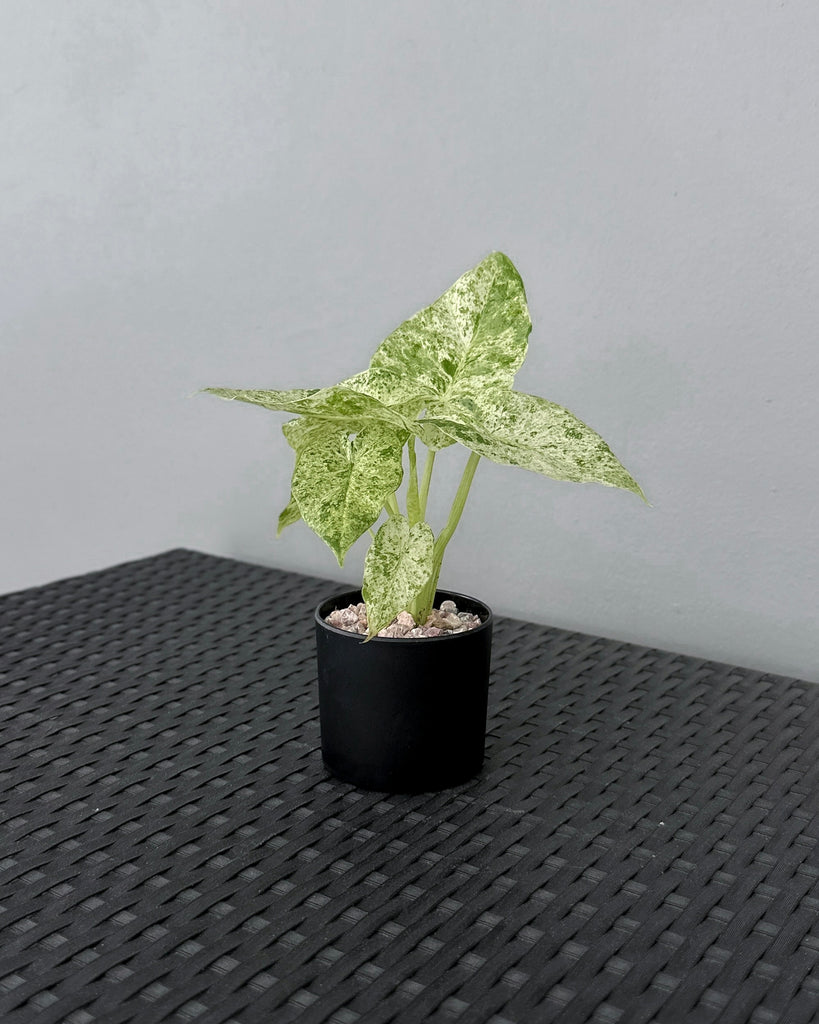 Potted plant on a textured black surface with a gray background