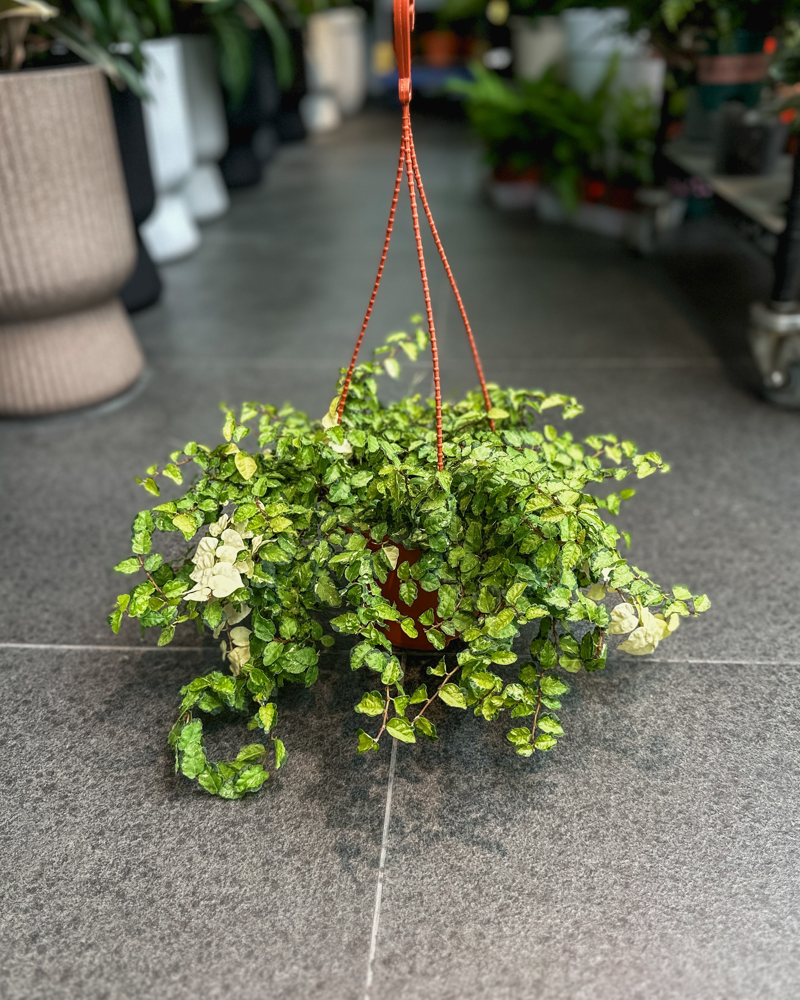 hanging plants singapore Ficus Pumila Variegated ; JUNGALORE