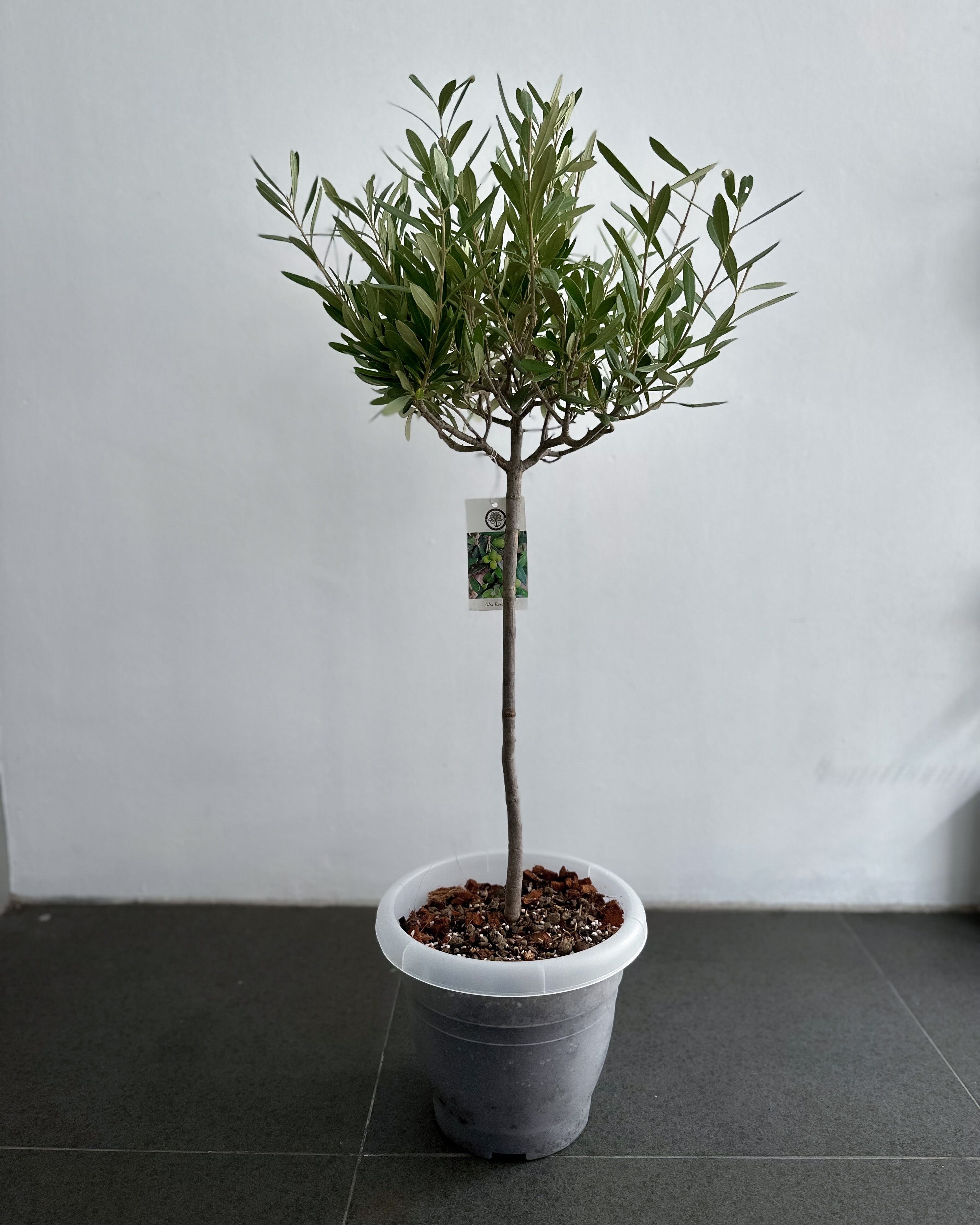 Olive Tree Olea Europaea 0.9m - 1.1m [Holland]