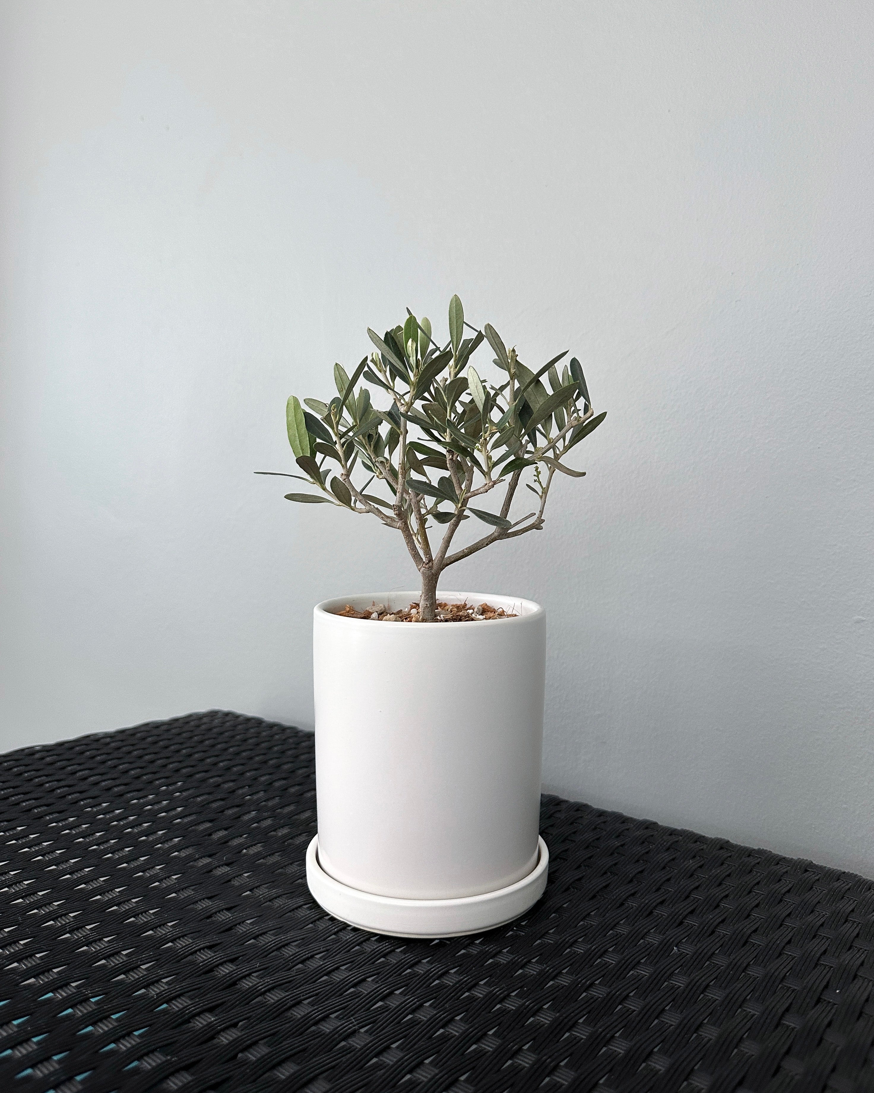 efeutute kaufen online Epipremnum