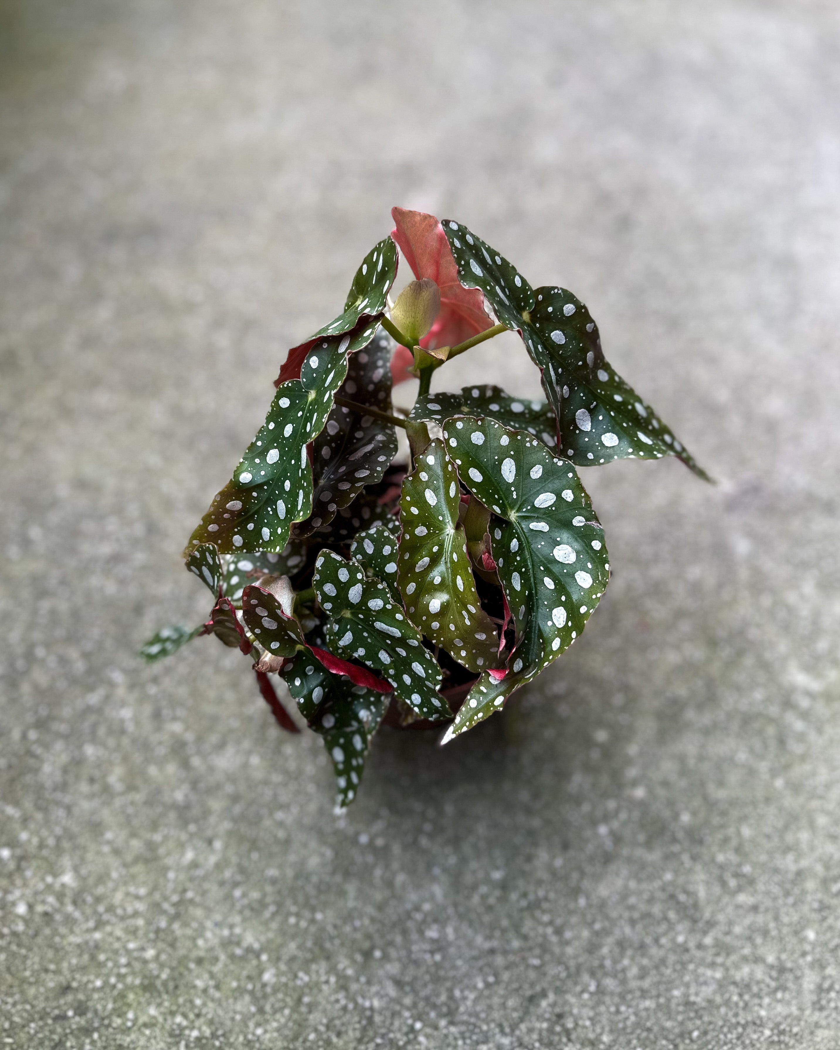 Begonia Maculata Wightii [Holland]