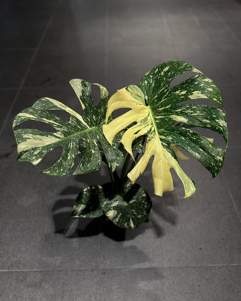 Monstera Thai Constellation 
