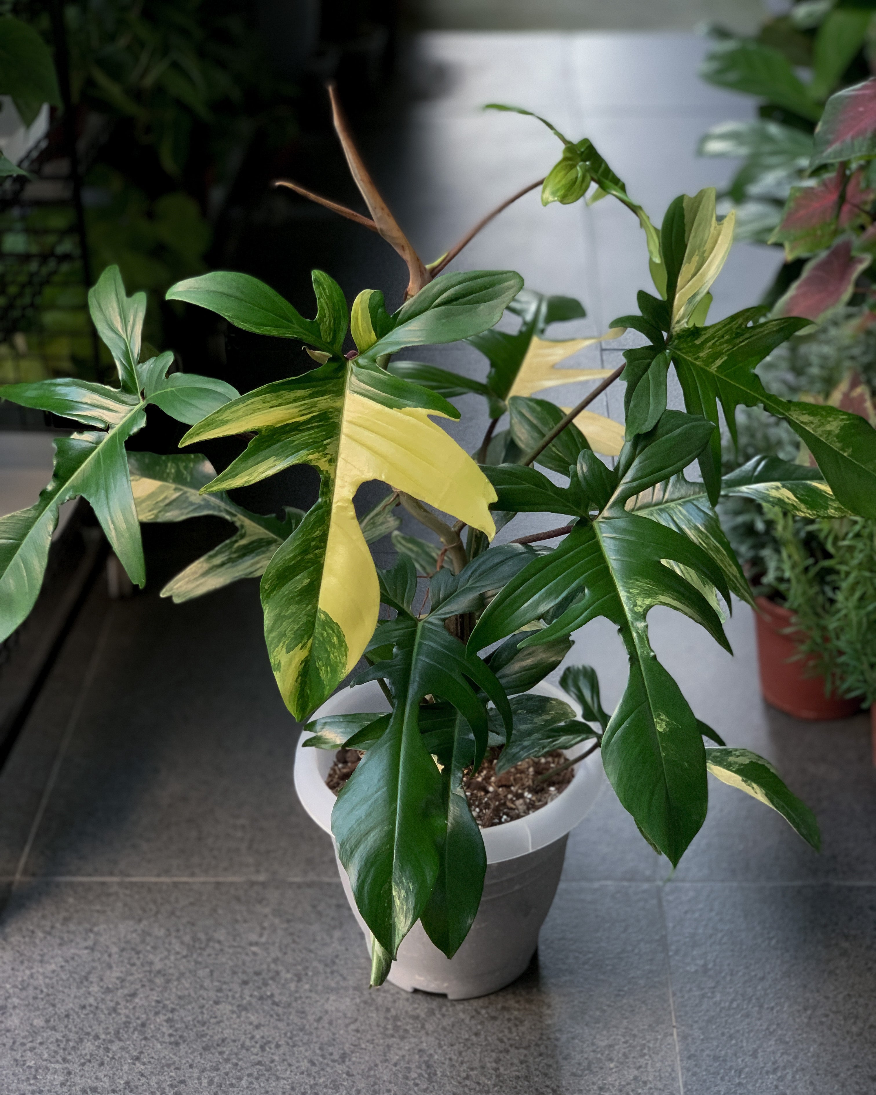 Philodendron Florida Beauty Variegated JUNGALORE Singapore Philodendron Florida Beauty Variegated JUNGALORE Singapore
