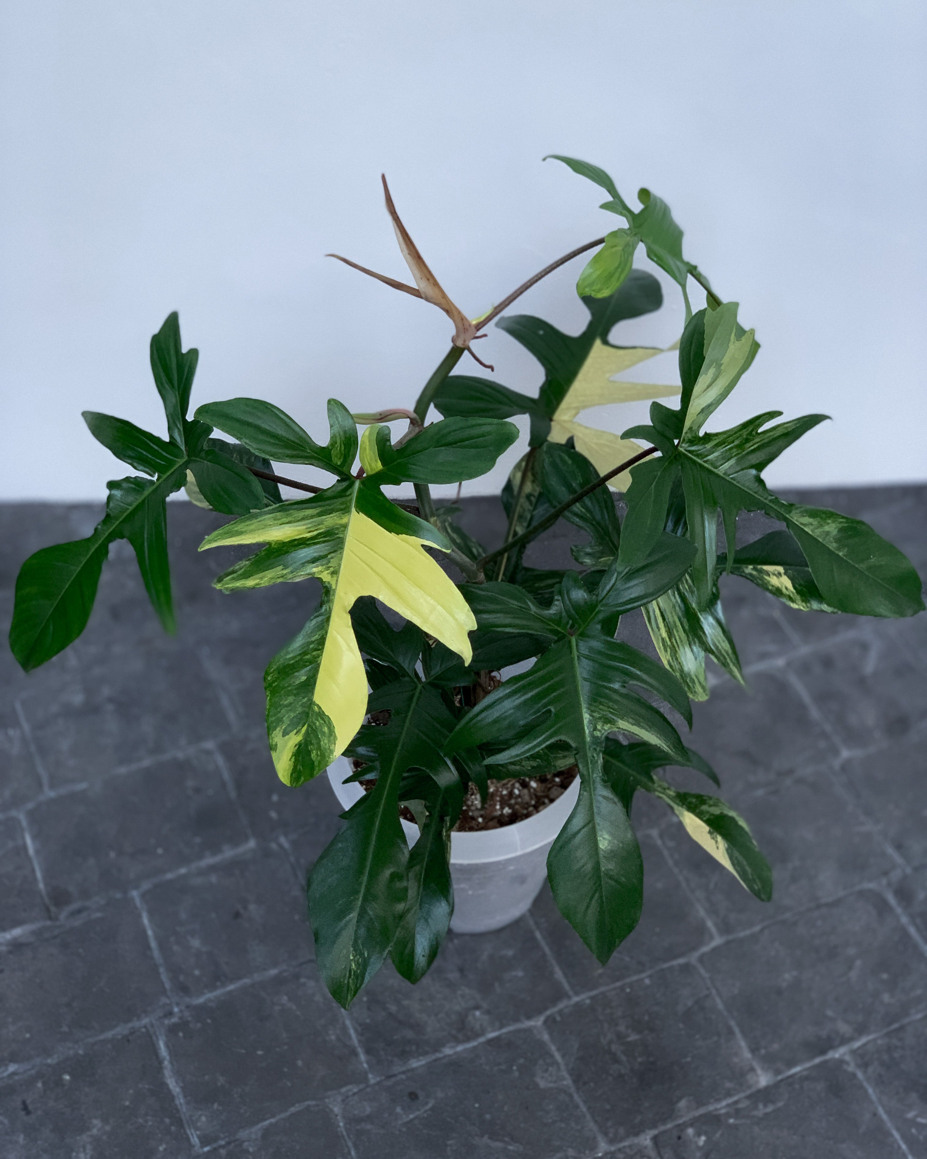 Philodendron Florida Beauty Variegated [J]
