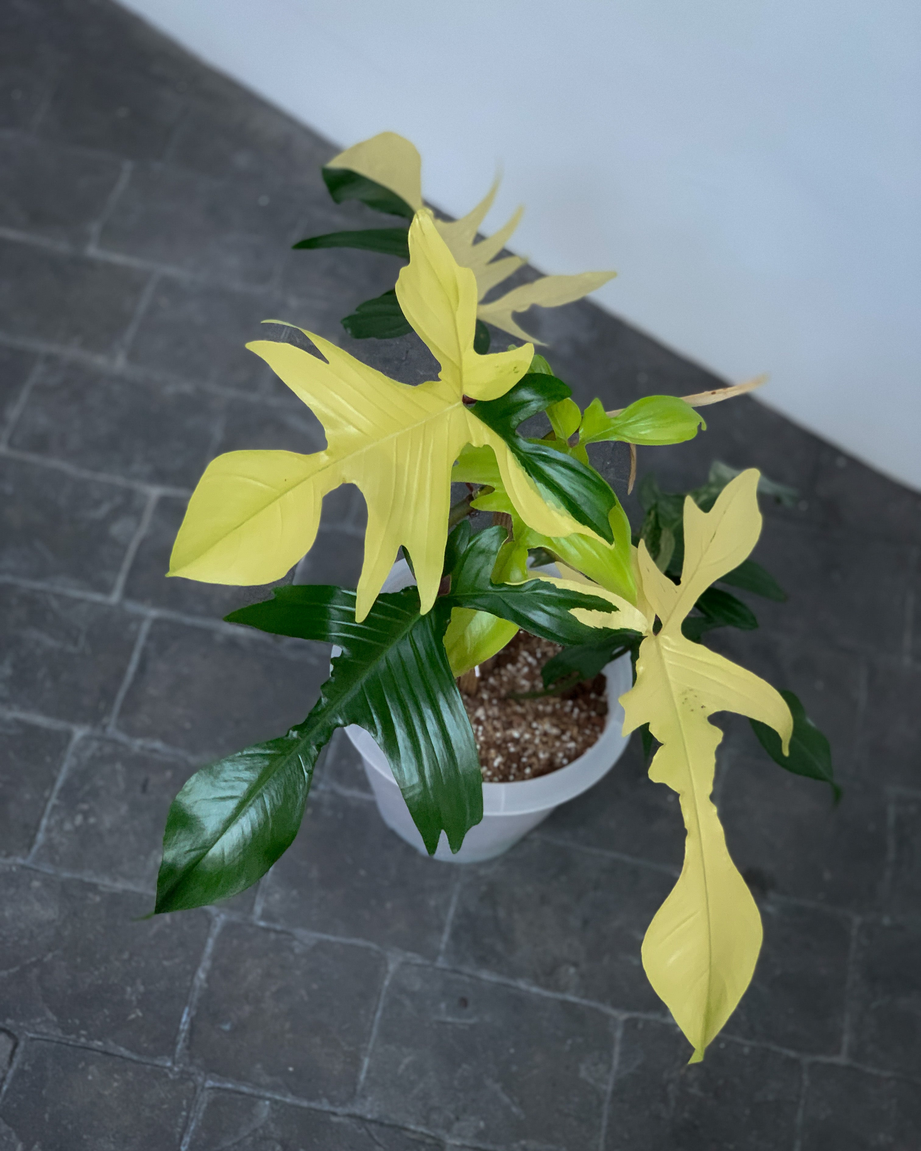 Philodendron Florida Beauty Variegated [K]