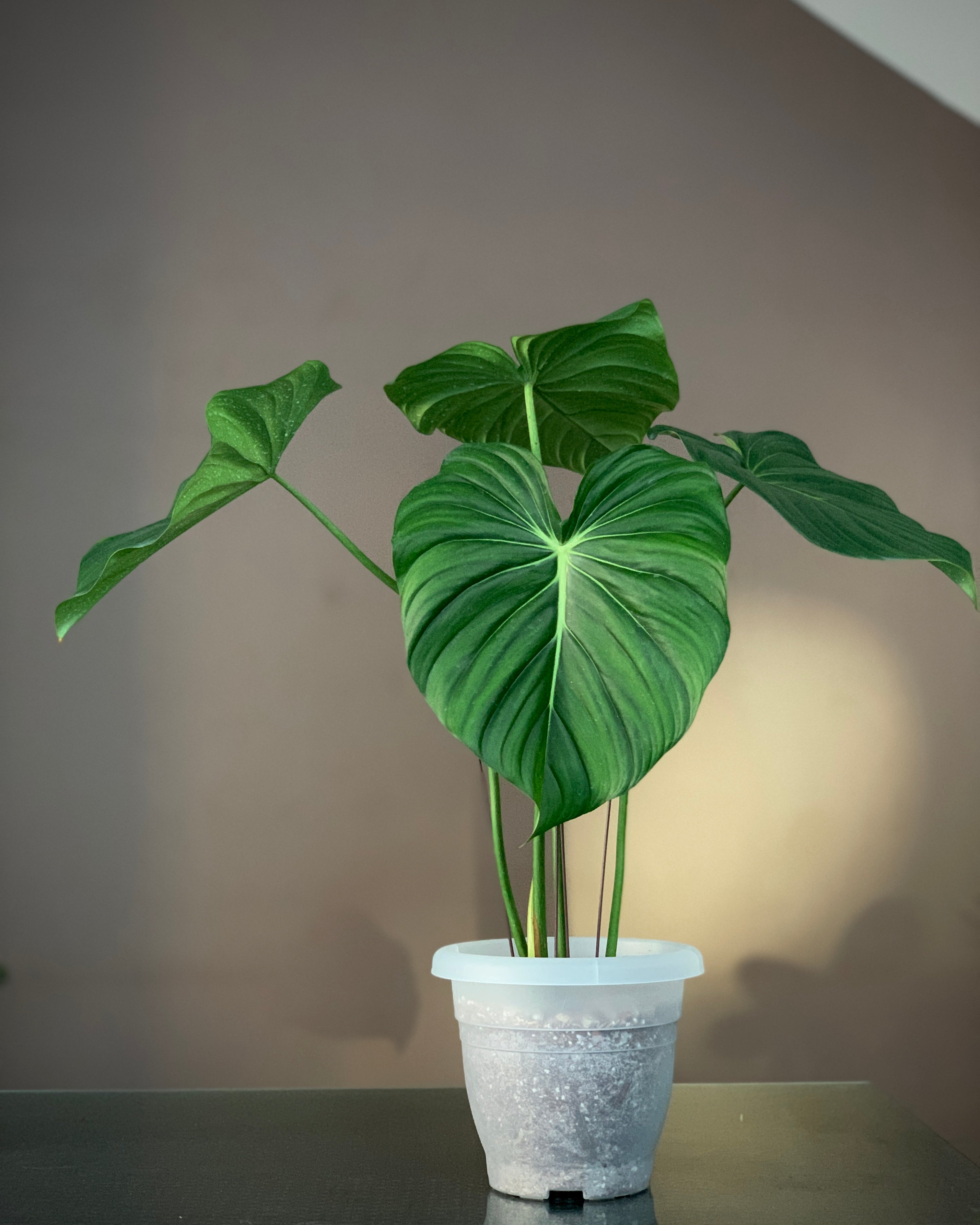 dean mcdowell philodendron Philodendron Dean McDowell ; JUNGALORE