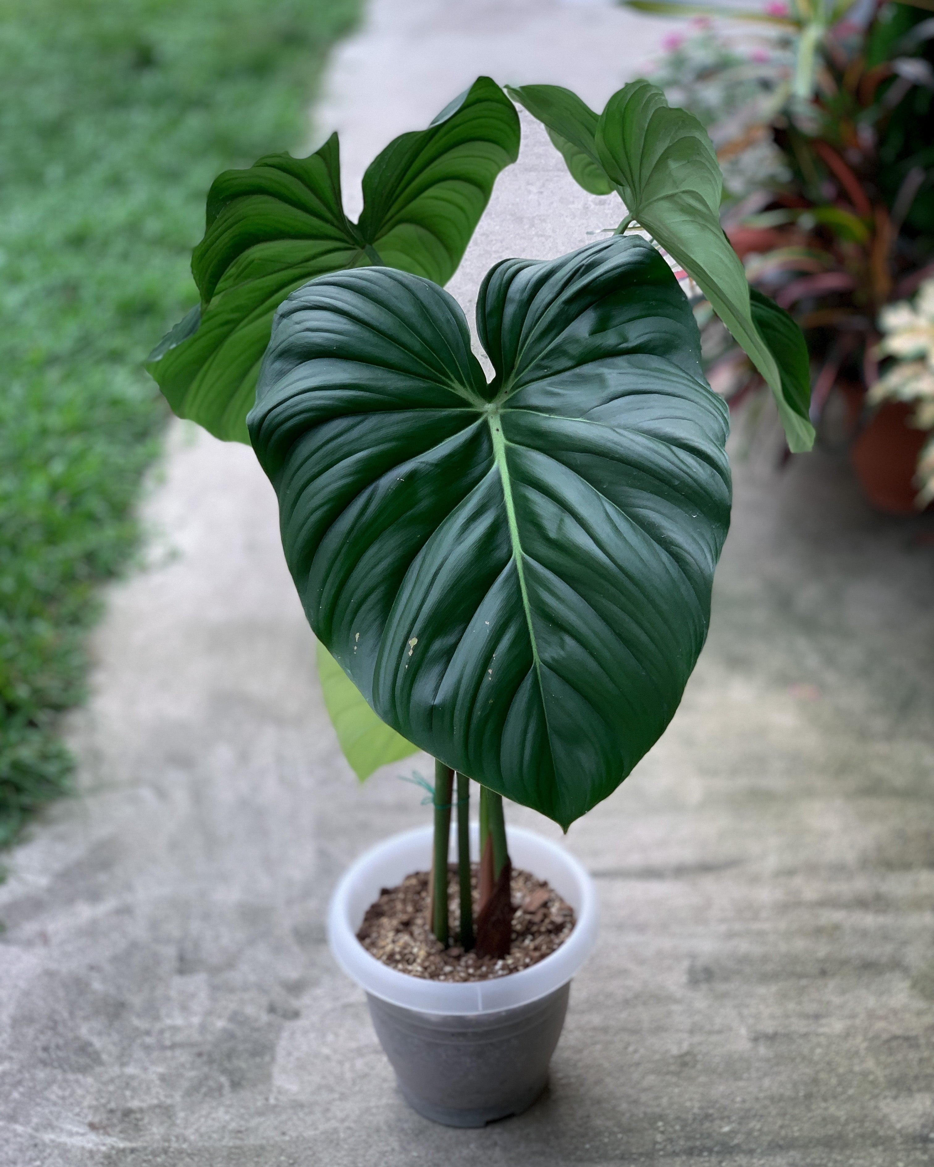 philodendron mcdowell mature Philodendron Dean McDowell ; JUNGALORE