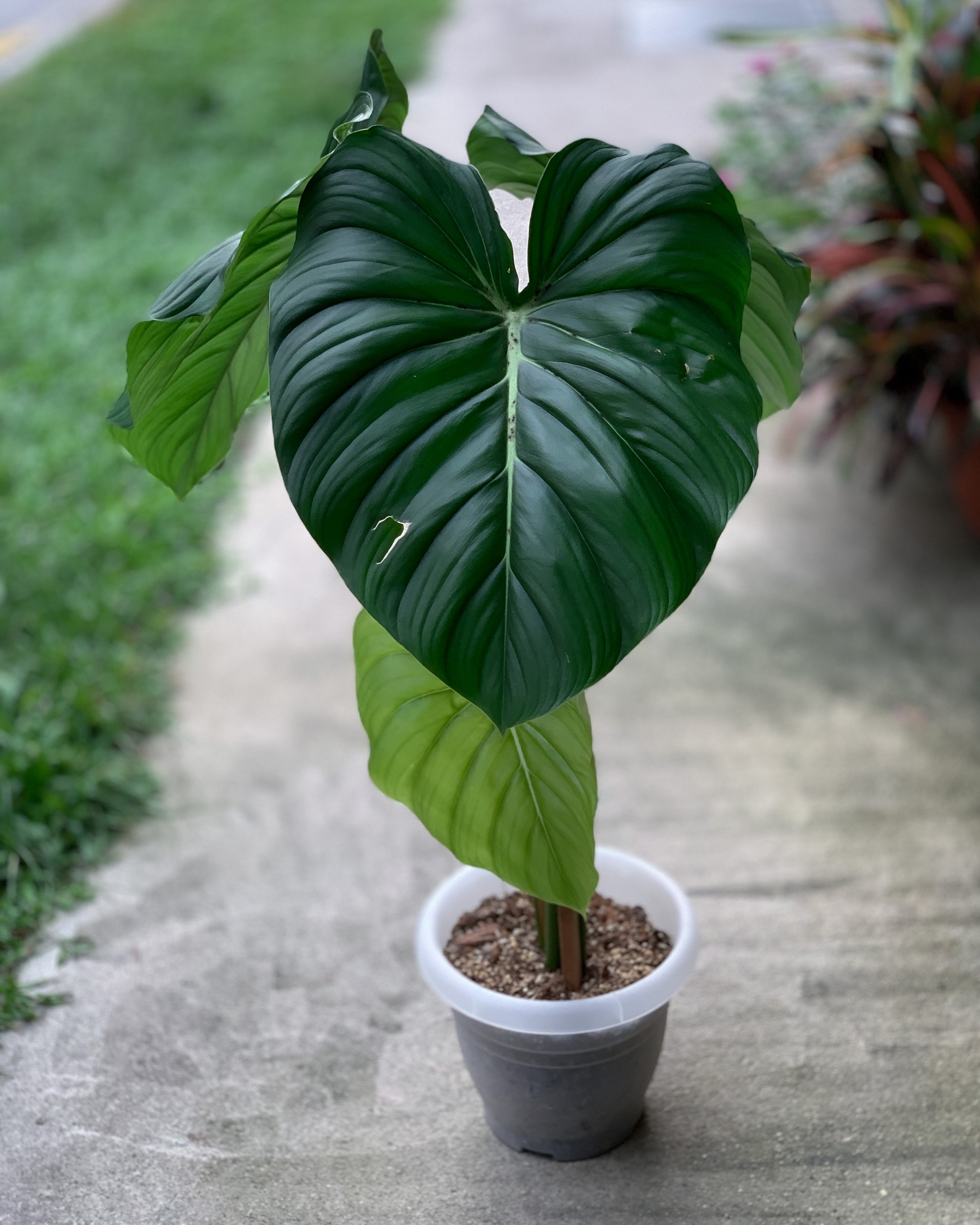 dean mcdowell philodendron Philodendron Dean McDowell ; JUNGALORE