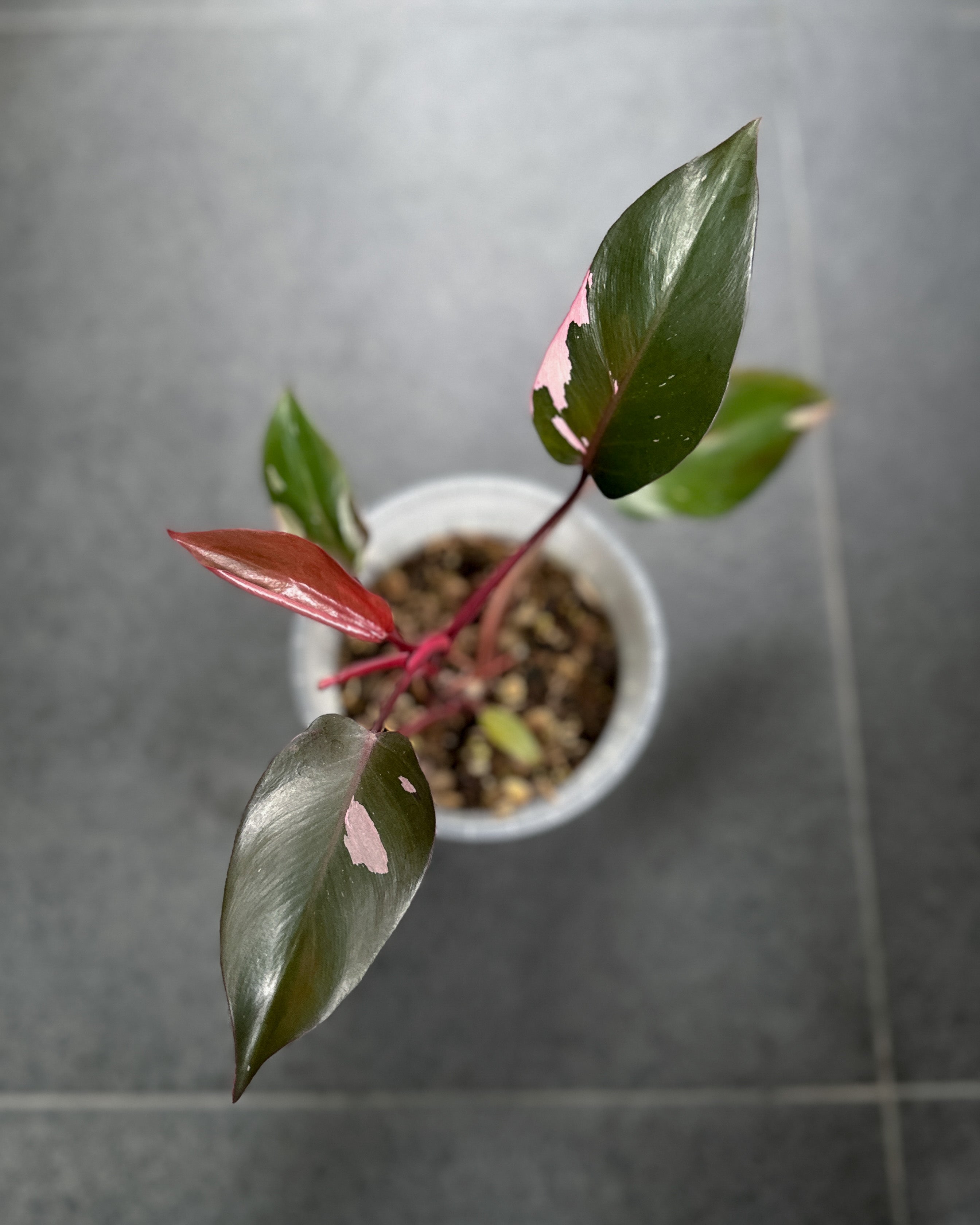 buy pink princess philodendron singapore Philodendron Pink Princess ; JUNGALORE
