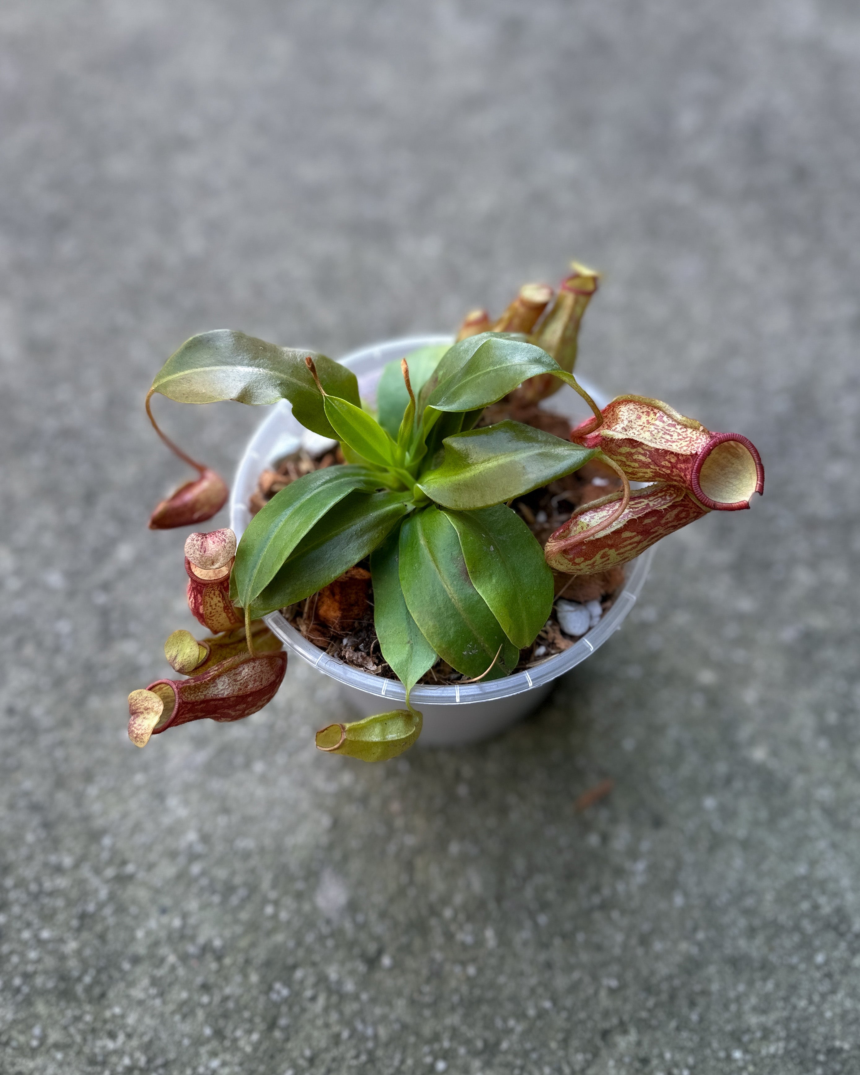 Nepenthes 'Pitcher Plant' [Small]