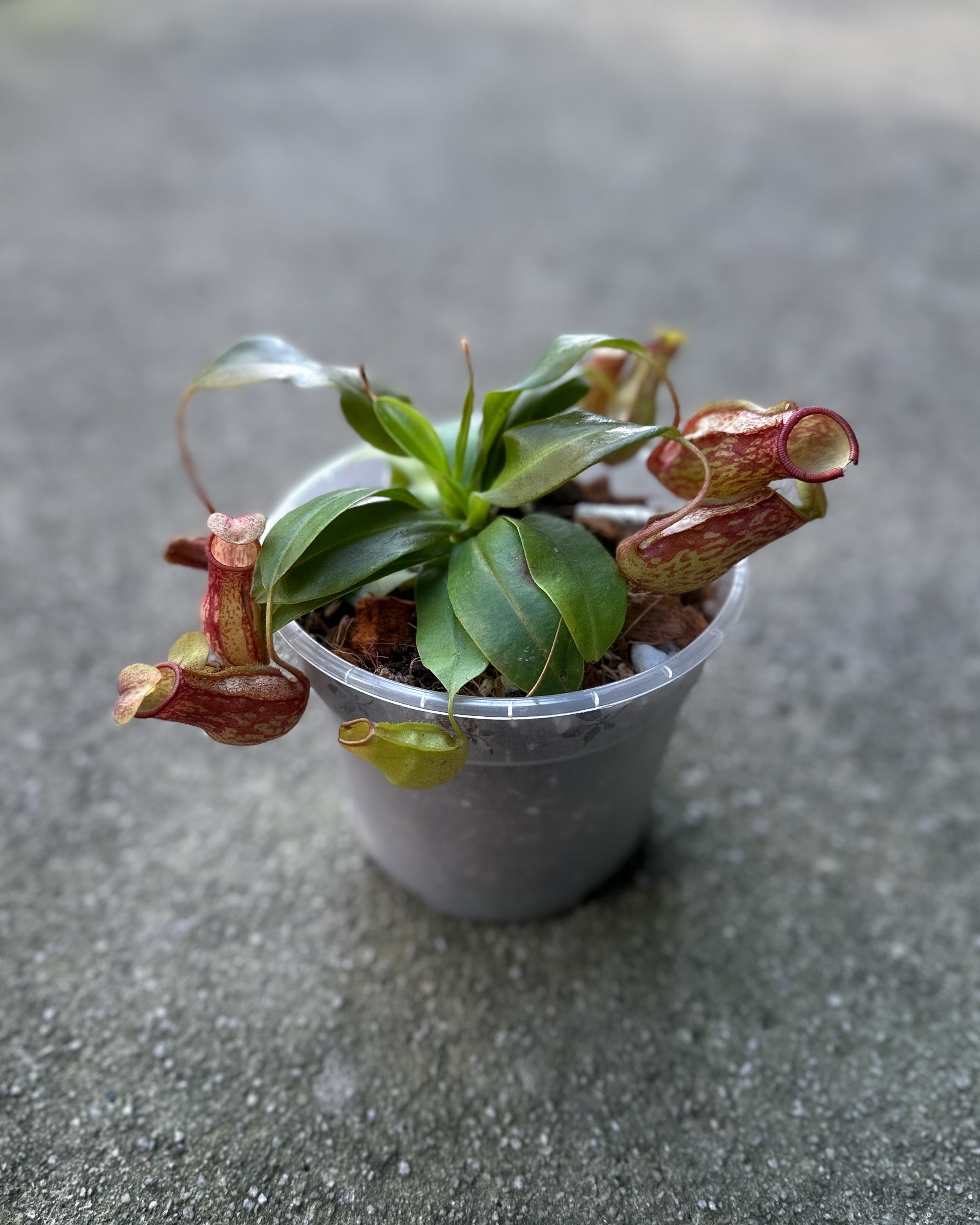 Nepenthes 'Pitcher Plant' [Small]