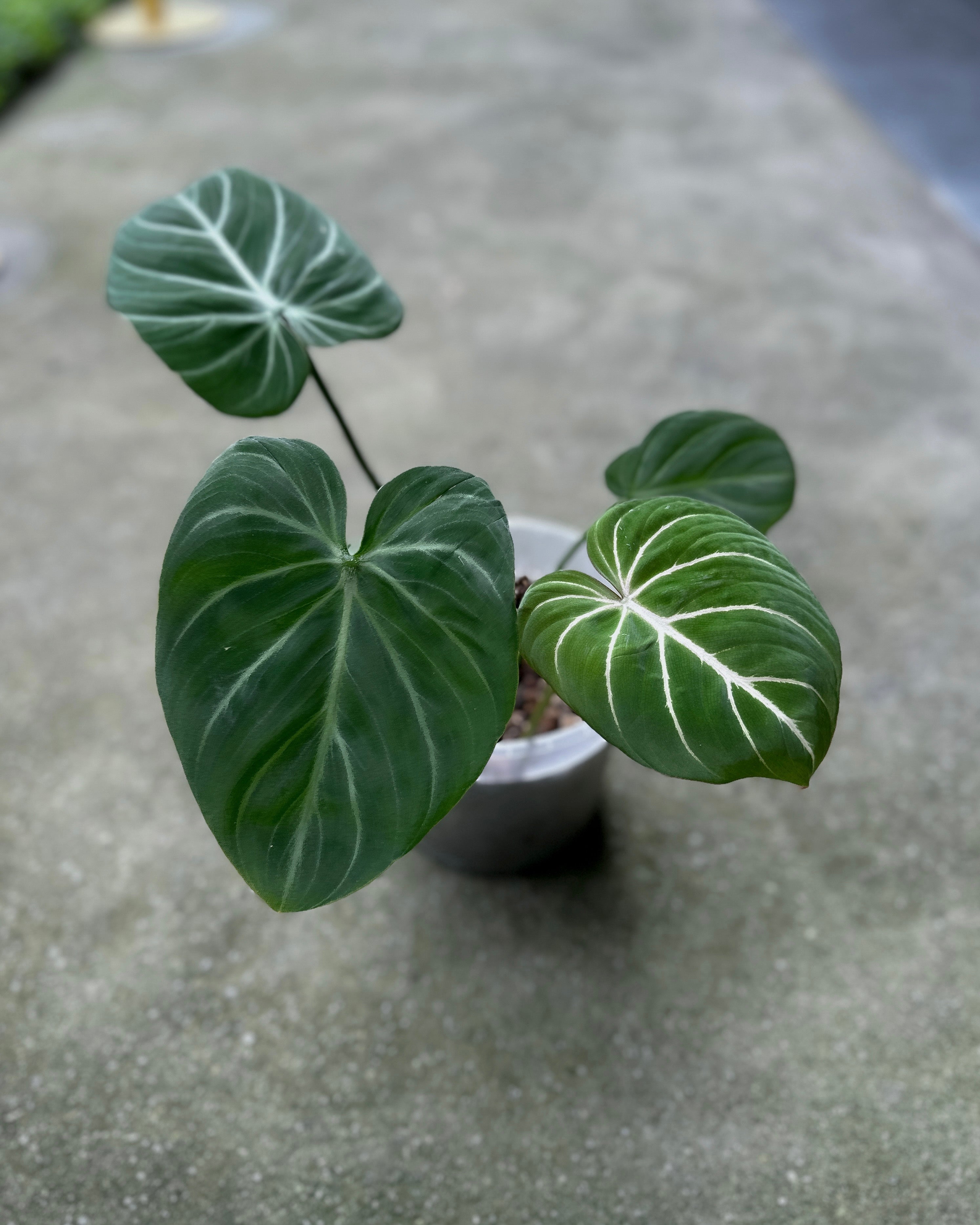 zebra philodendron Philodendron Gloriosum Zebra ; JUNGALORE